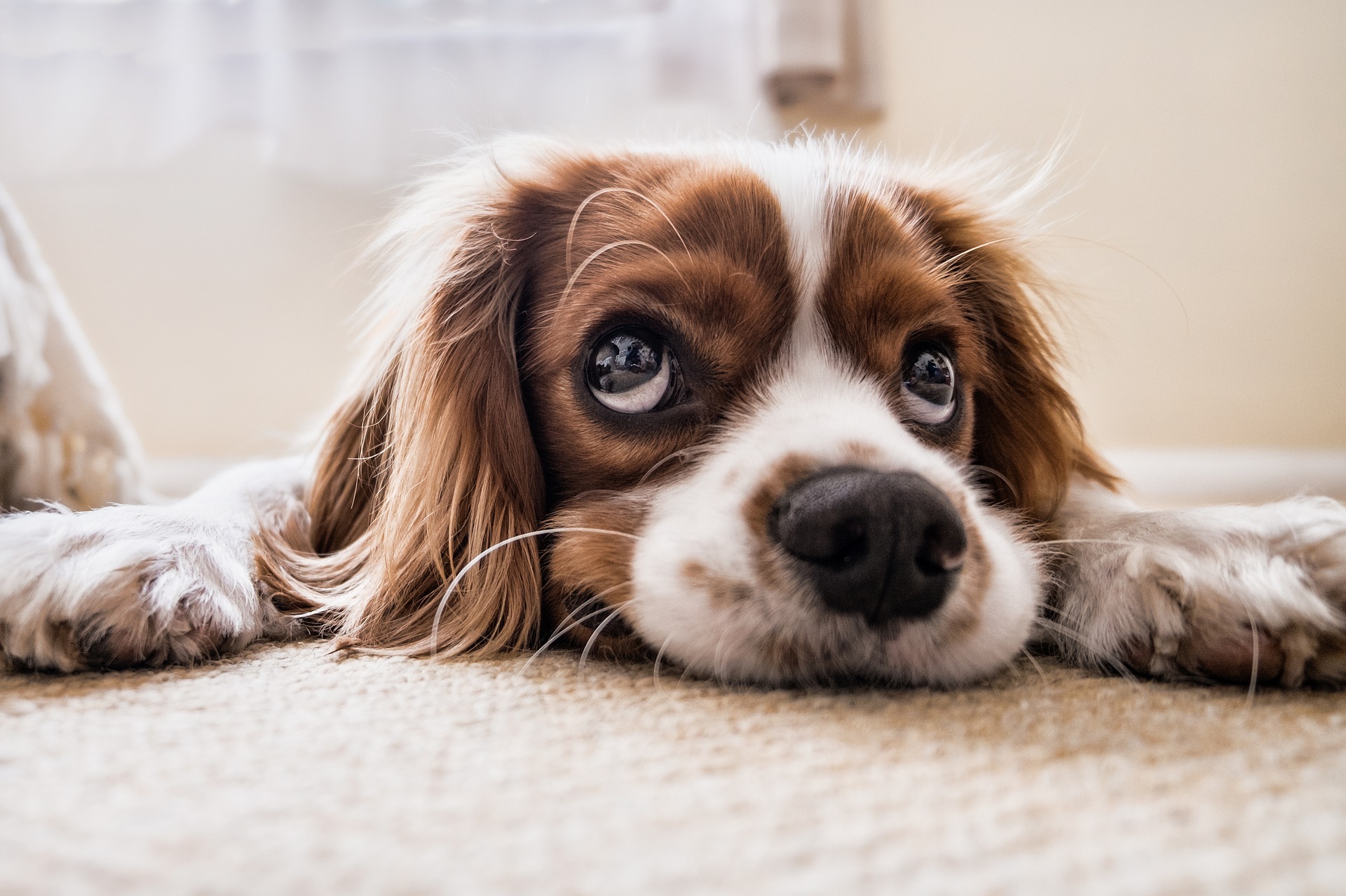 hond