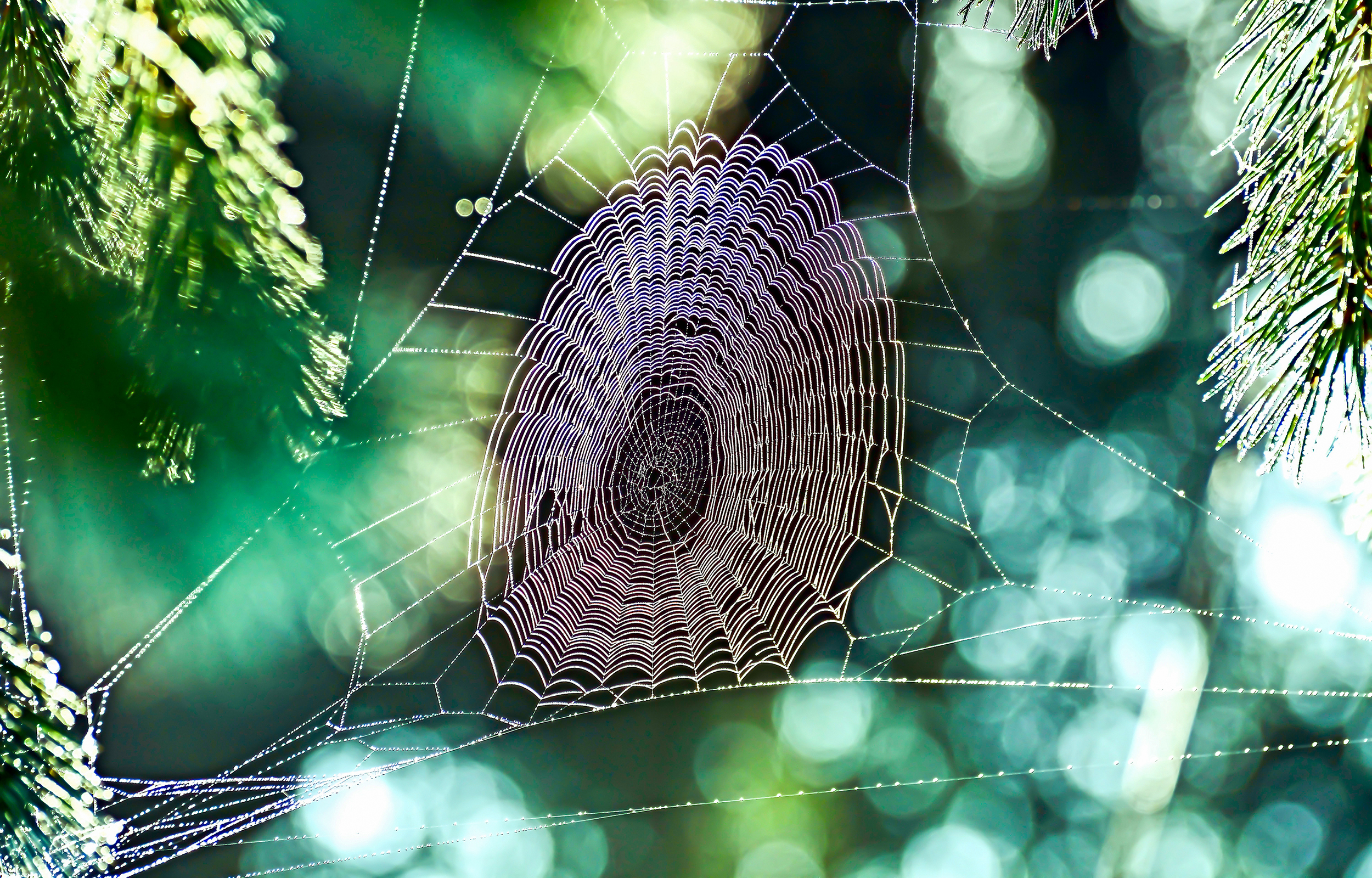 spinnenweb sociaal domein