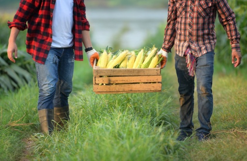 shutterstock_1422476372 samenwerken agri.jpg